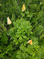 Trollius laxus laxus