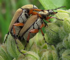 Macrodactylus subspinosus