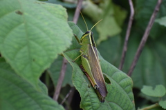 Choroedocus robustus