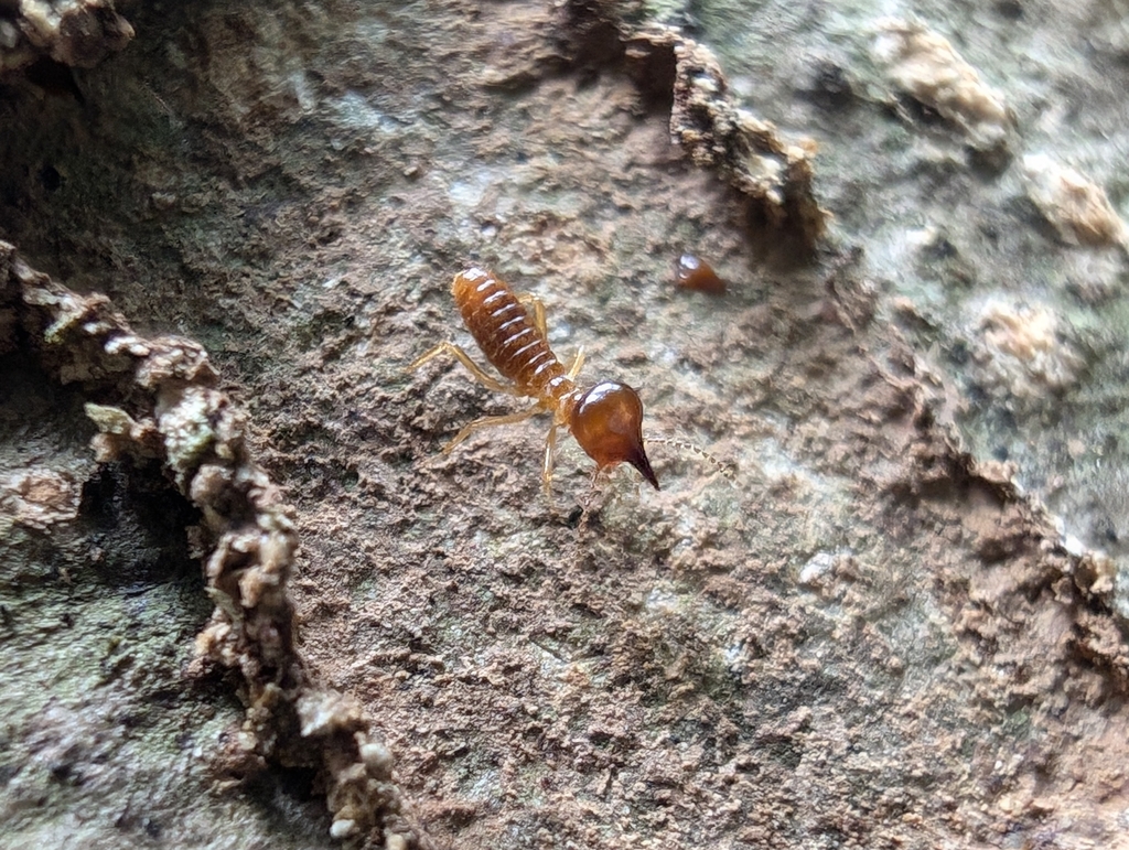 Nasutitermes takasagoensis