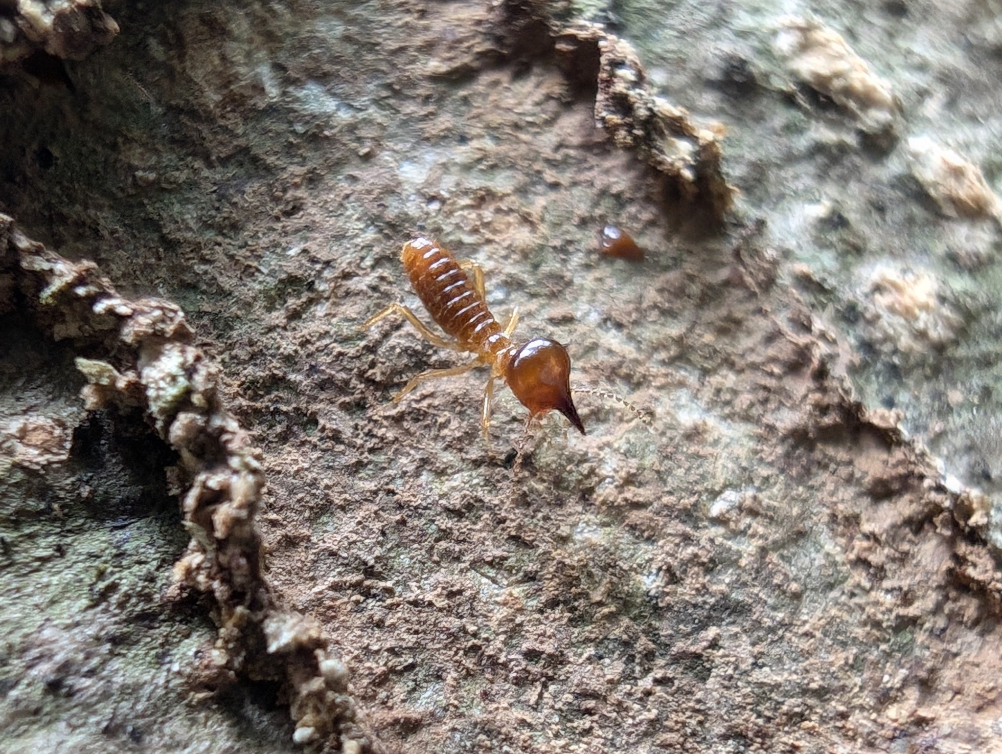 Nasutitermes takasagoensis · iNaturalist