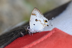 Hypolycaena othona