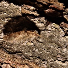 Hemerobius humulinus