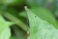 Aciagrion pallidum