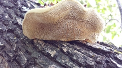 Phellinus everhartii