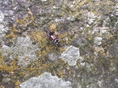 Poecilochroa