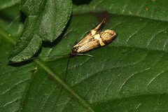 Nemophora degeerella