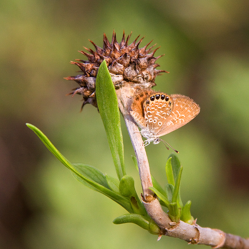 Eastern Pygmy-Blue photo 5