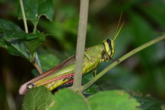 Choroedocus robustus