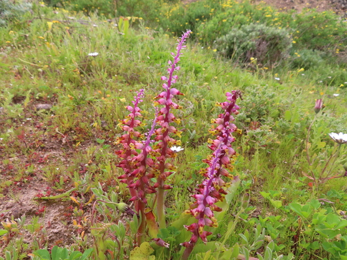 Lachenalia mutabilis