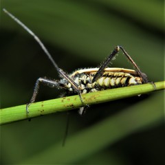 Leptopterna dolabrata