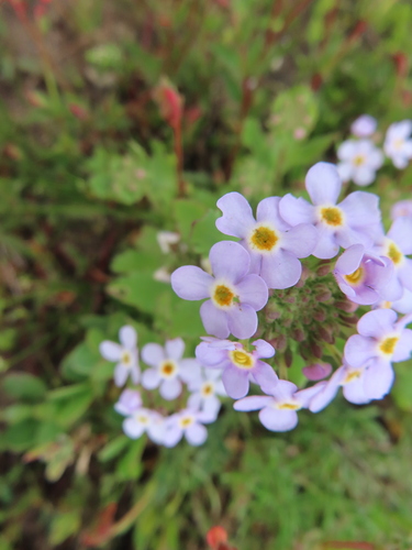 LIme Fingerflox (Manulea augei)