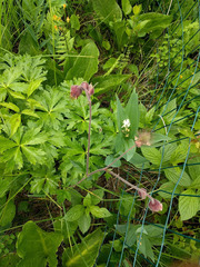 Trollius laxus laxus