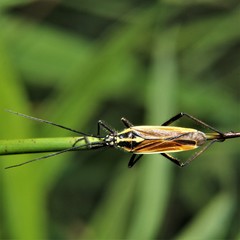 Leptopterna dolabrata