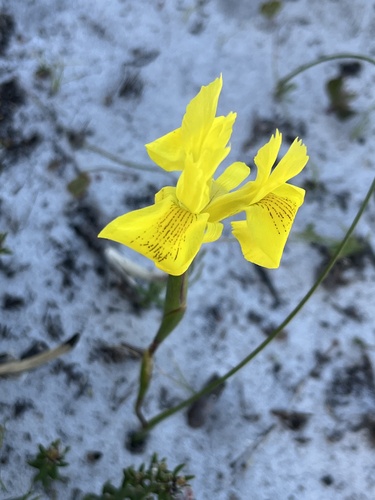 Image of Moraea neglecta by (c) Charleen Brunke, some rights reserved (CC BY)