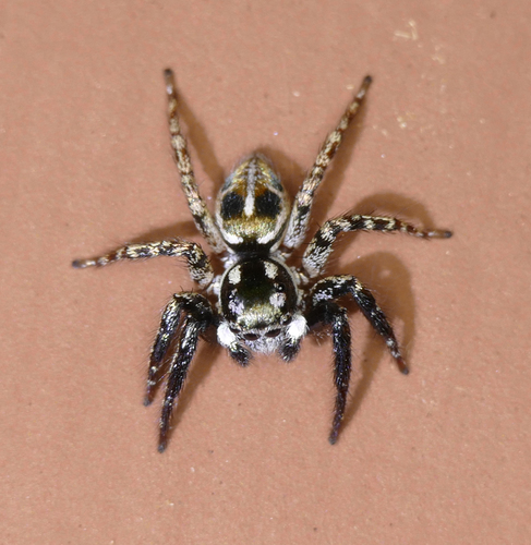 Twin-flagged Jumping Spider