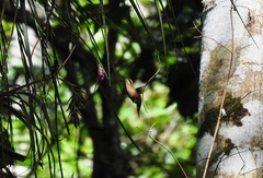 Phaethornis striigularis