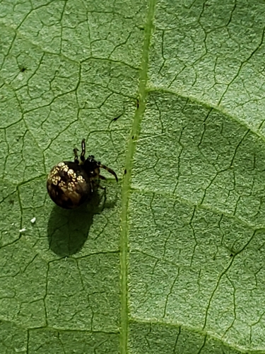 Common Eastern Ray Spider photo 5