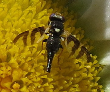 Four-barred Knapweed Gall Fly photo 4