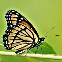Limenitis archippus archippus