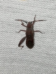 Apidaurus conspersus