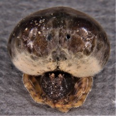 Mastophora hutchinsoni