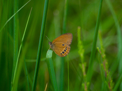 Coenonympha oedippus