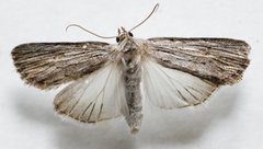 Catabena lineolata