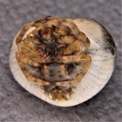 Mastophora hutchinsoni