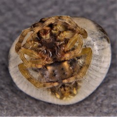 Mastophora hutchinsoni