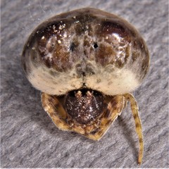 Mastophora hutchinsoni