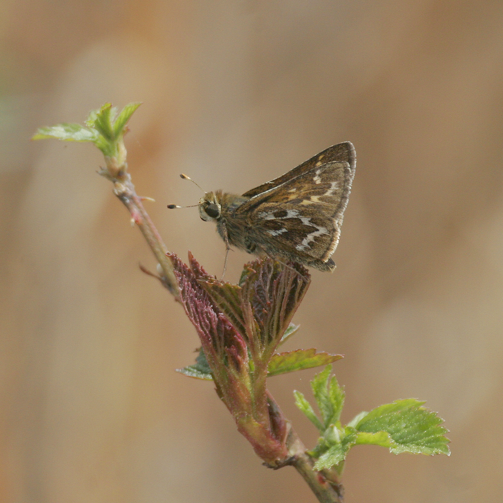 Cobweb Skipper