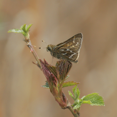 Cobweb Skipper