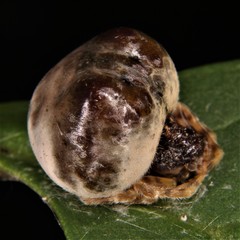 Mastophora hutchinsoni