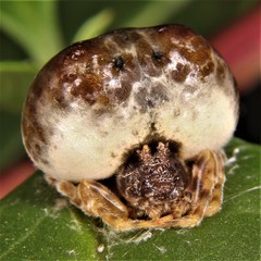 Mastophora hutchinsoni