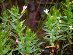 Gratiola officinalis