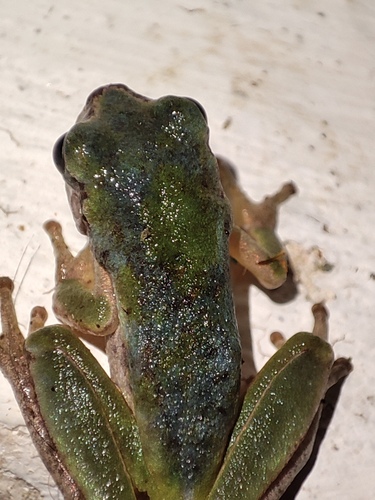 Avistamiento Ranita meridional