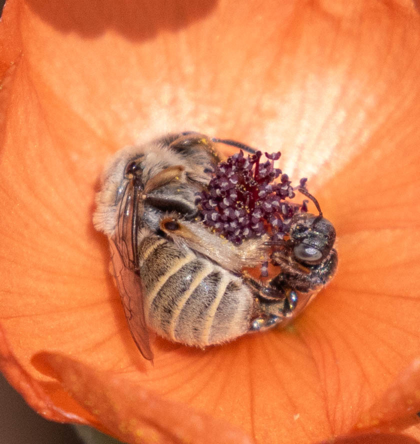 Globe Mallow Bee from Cochise County, AZ, USA on September 3, 2024 at ...