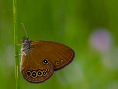 Coenonympha oedippus