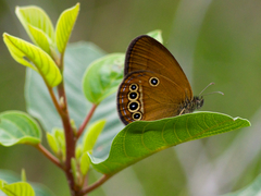 Coenonympha oedippus