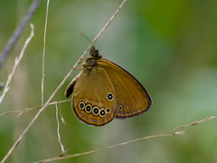 Coenonympha oedippus