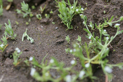 Parvindela lunalonga