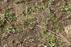 Parvindela lunalonga