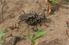 Parvindela lunalonga