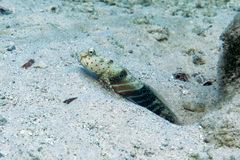 Blue-And-Red-Spotted Goby photo 2