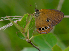 Coenonympha oedippus
