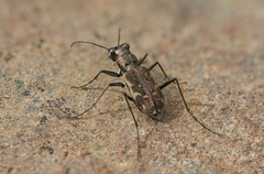 Parvindela lunalonga