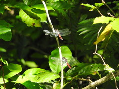 Libellula herculea