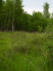 Coenonympha oedippus