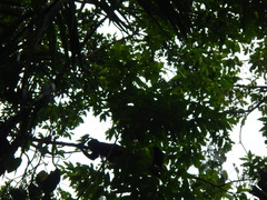 Alouatta